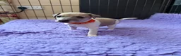 Italian Greyhound dogs for sale: 3/4 Italian Greyhound & 1/4 Whippet Puppies - Advert 8