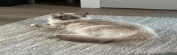 Ragdoll cats for sale: GCCF registered Ragdoll kittens - Advert 2