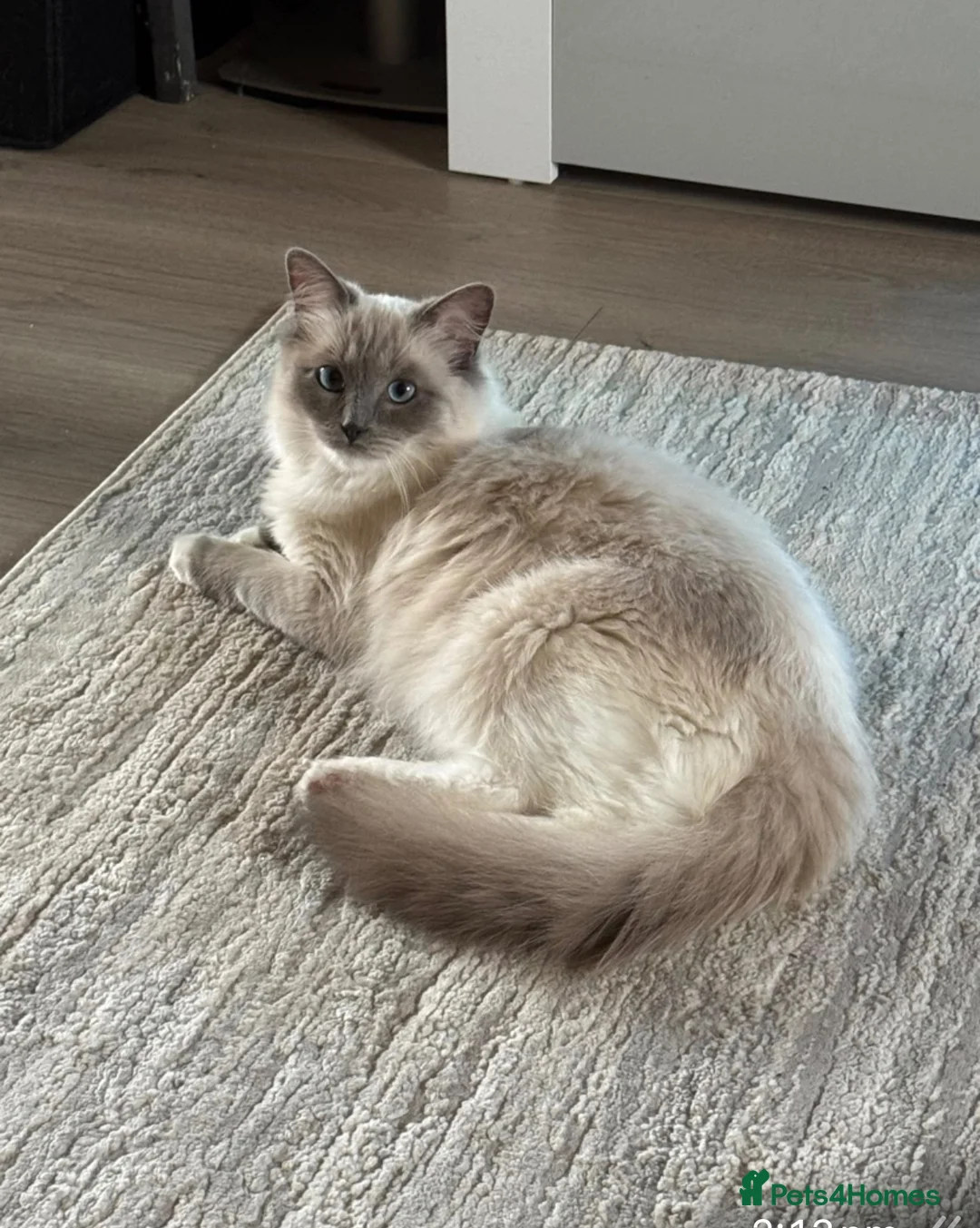 Ragdoll cats for sale: GCCF registered Ragdoll kittens - Advert 2