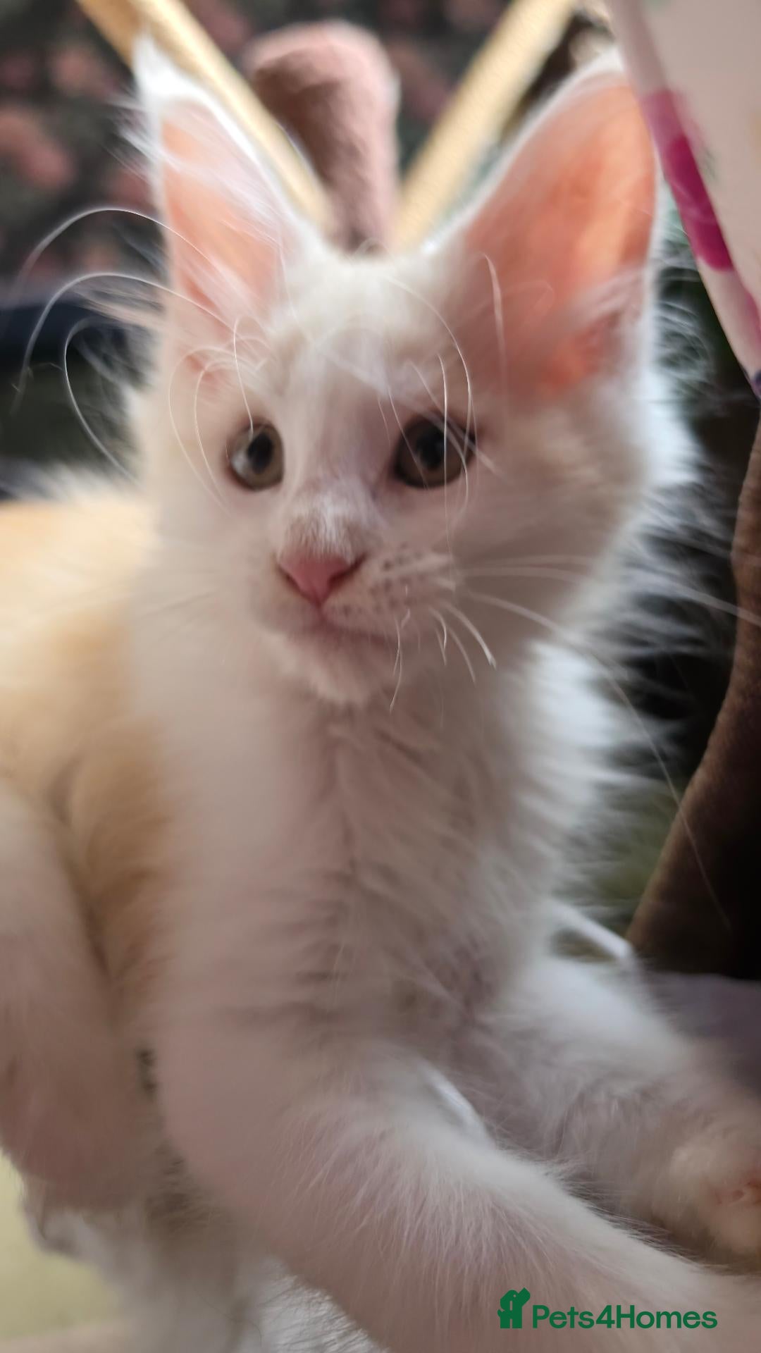 Maine Coon cats Stunning Tica reg Mc  - Advert 2
