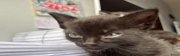 Mixed Breed cats for sale:     Healthy 7 Week Old Kittens (Ready Soon) in London - Advert 13