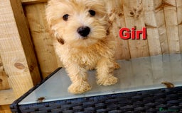 Maltipoo dogs for sale: Adorable Maltipoo Puppies for sale-ONE BOY LEFT - Image 5