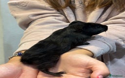 Guinea Pig rodents for sale: Baby guinea pigs for sale - Image 14