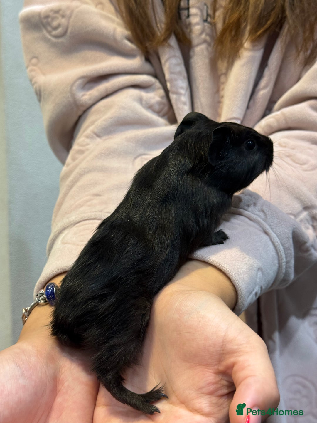 Guinea Pig rodents for sale: Baby guinea pigs for sale - Image 14