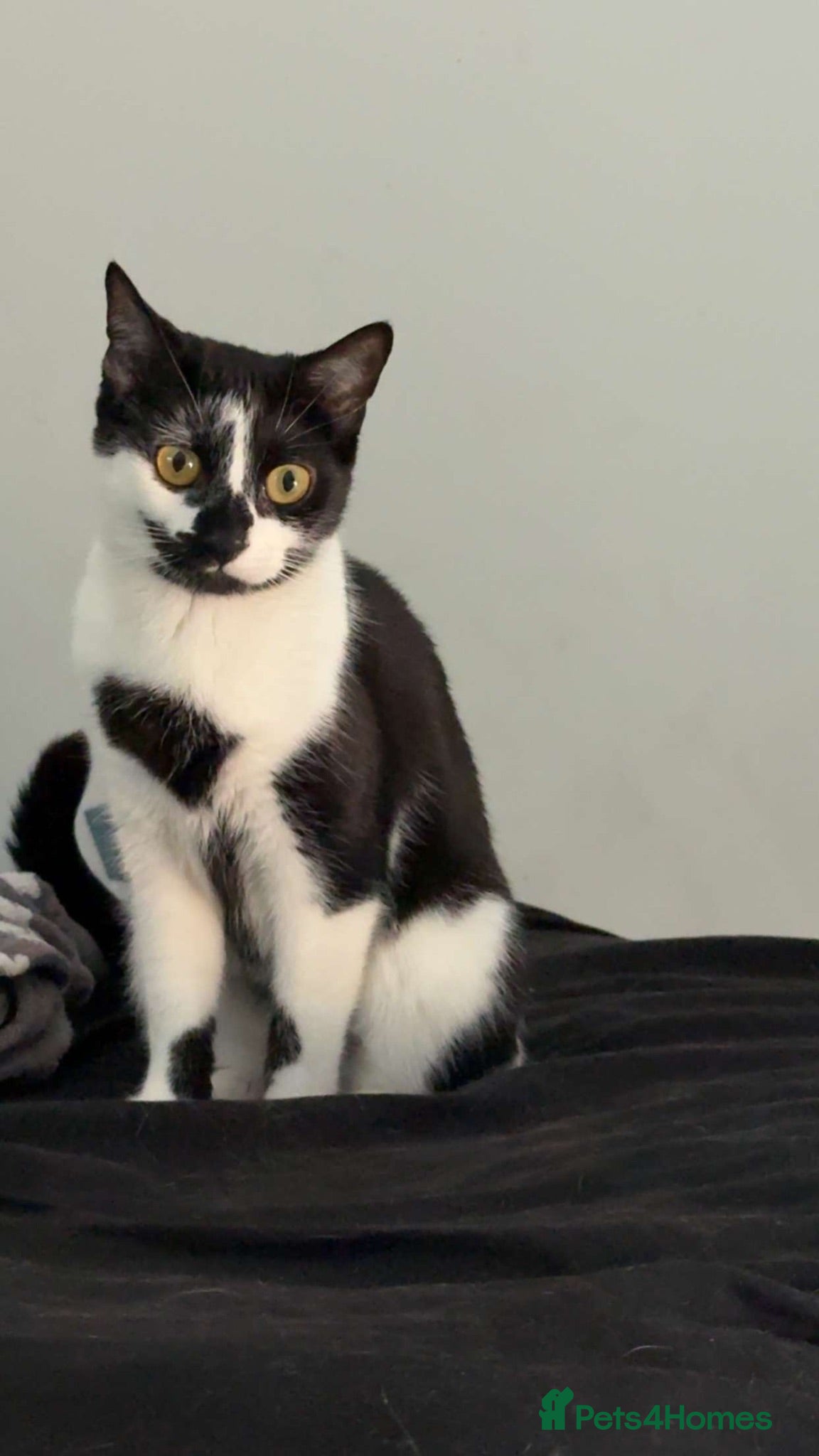 Domestic Shorthair cats *FREE* 3 year old female cat needs rehoming! - Advert 2