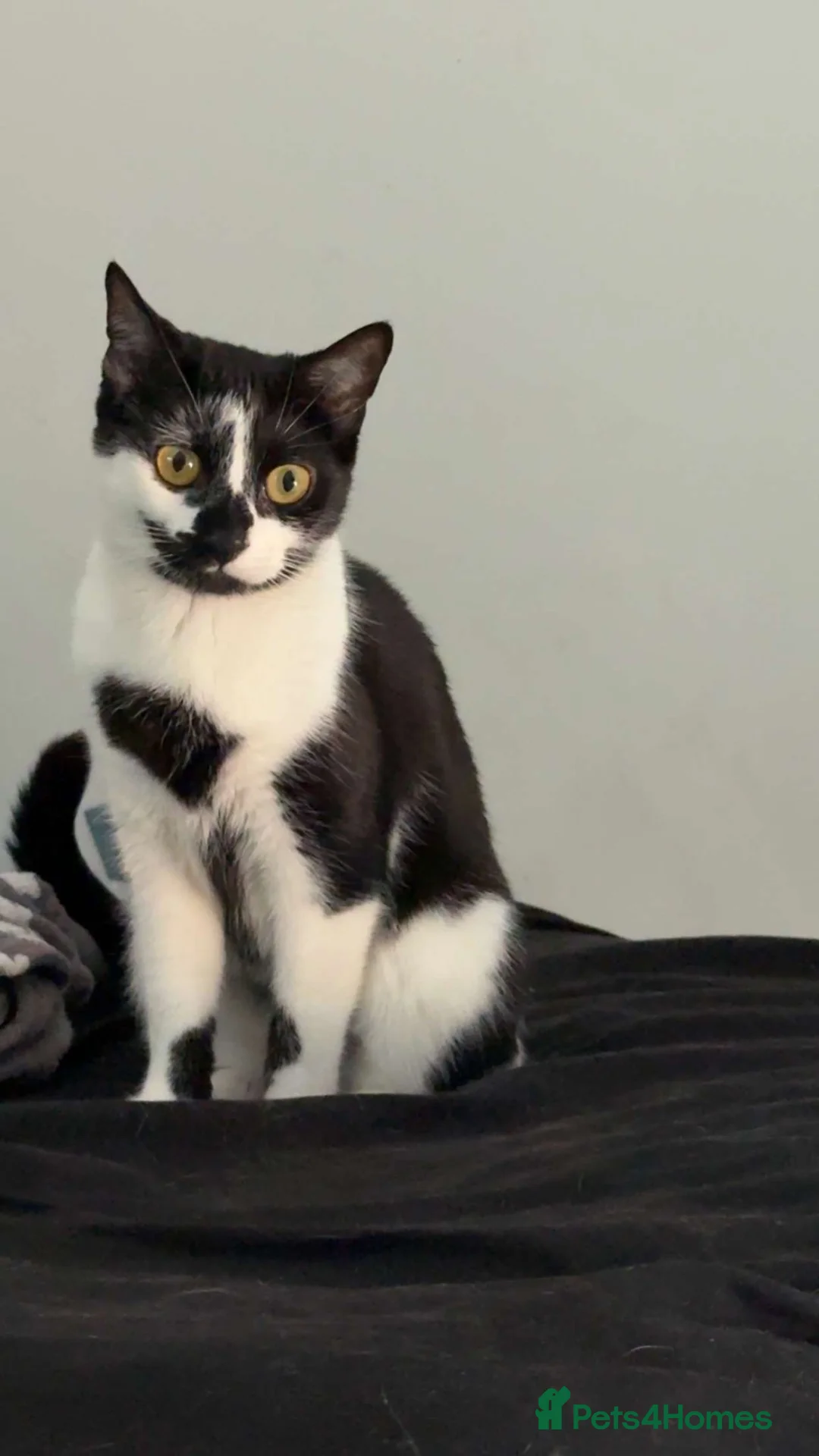 Domestic Shorthair cats for sale: *FREE* 3 year old female cat needs rehoming! - Advert 1