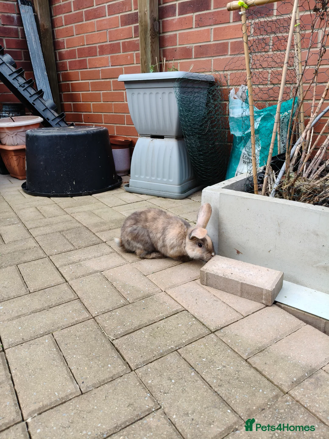 Mixed Breed rabbits for sale: Mixed breed rabbits  - Advert 5