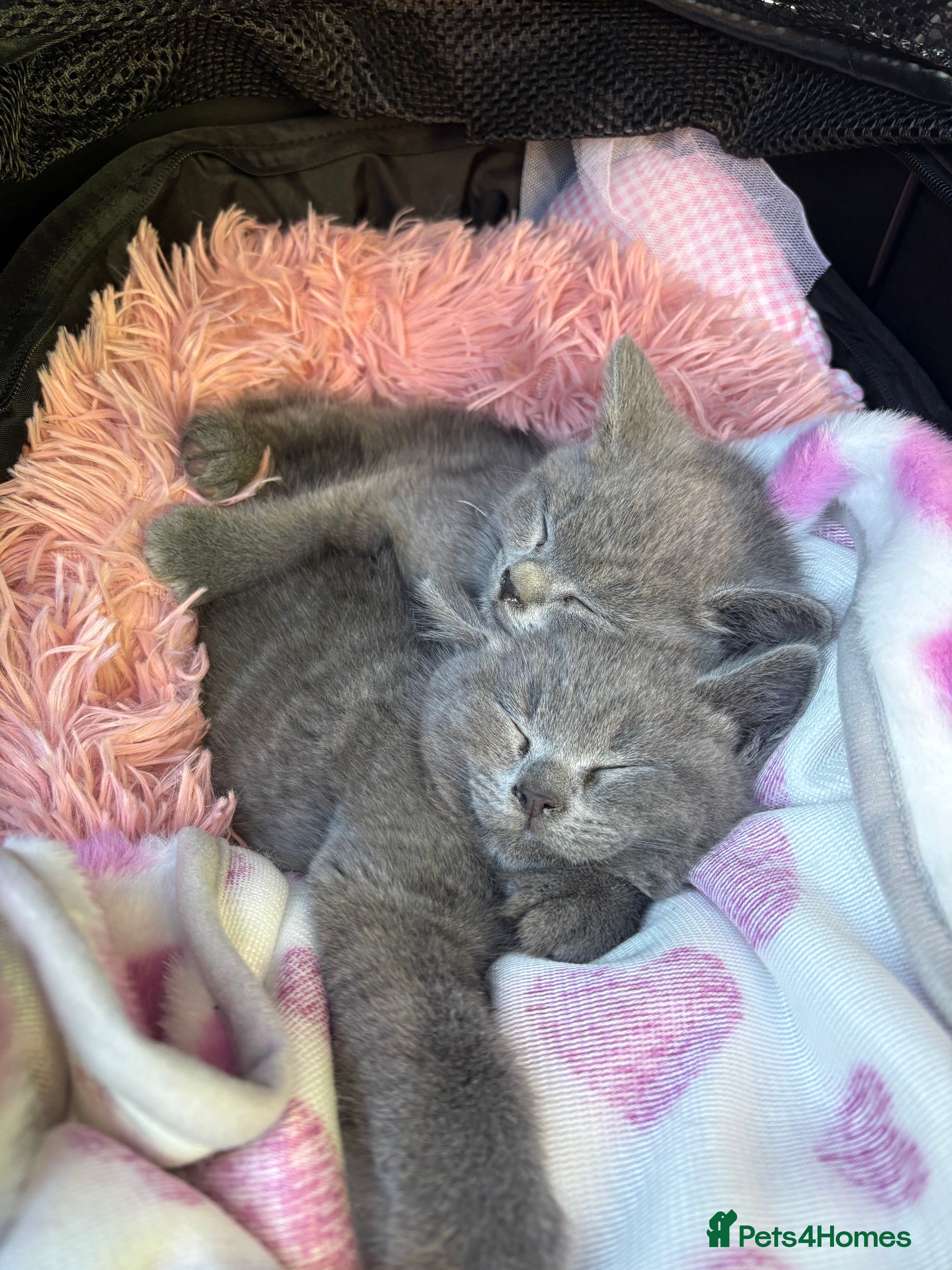 British Shorthair cats Blue British Shorthair  - Advert 3