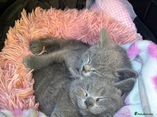 British Shorthair cats Blue British Shorthair - Advert 3