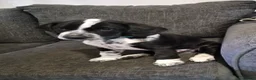 Mixed Breed dogs for sale: READY NOW 2 boys Sprollie x Dalmatian pups - Advert 17