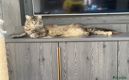 Maine Coon cats for sale: Attention please  - Image 1