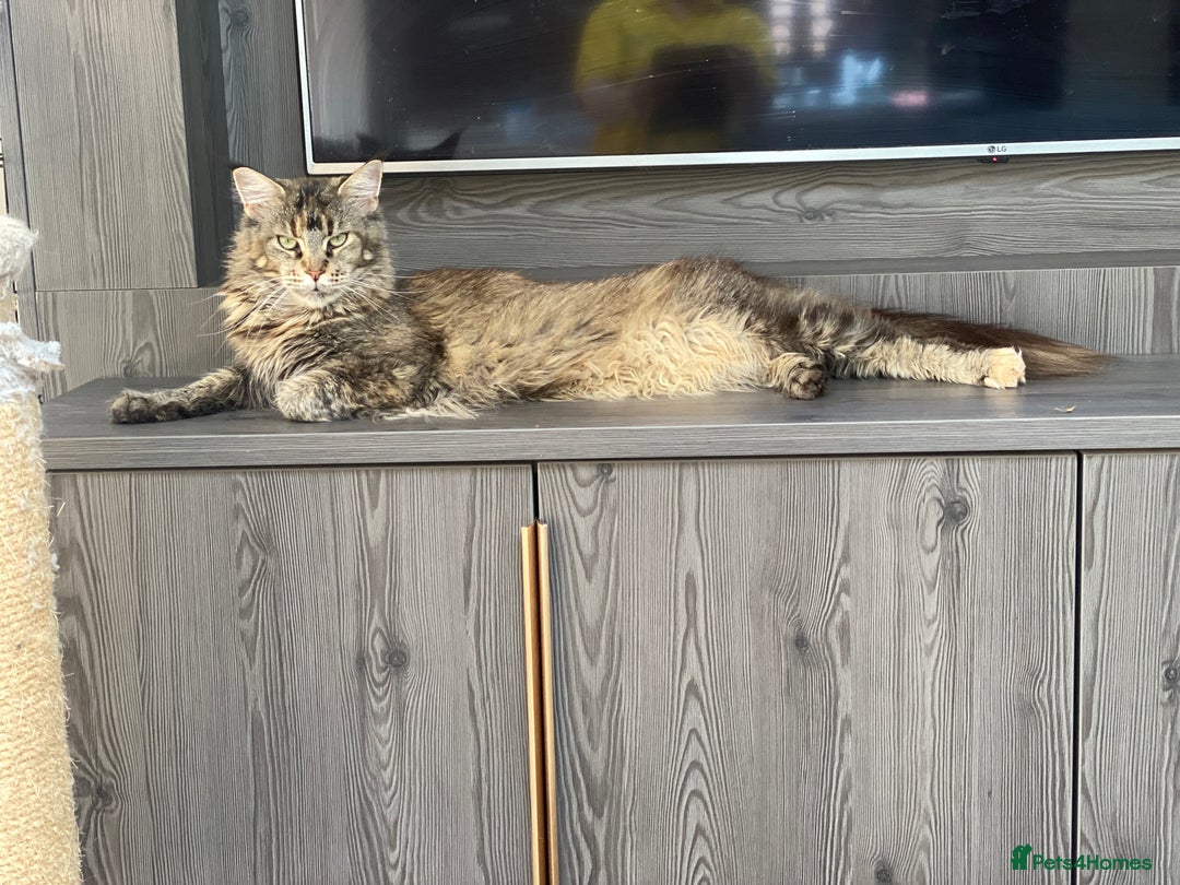 Maine Coon cats for sale: Attention please  - Image 1