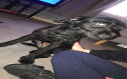 Mixed Breed dogs for sale: Jack-a-poo 7 months old  - Image 4