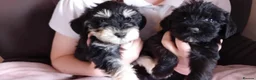 Schnoodle dogs for sale: Schnoodle pups  - Advert 5