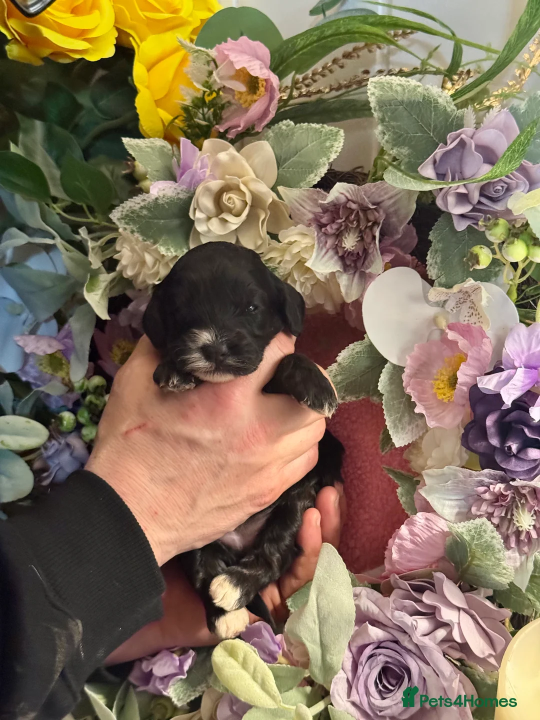 Cockapoo dogs for sale: 8 dna clear gorgeous Cockerpoo puppies  - Advert 7