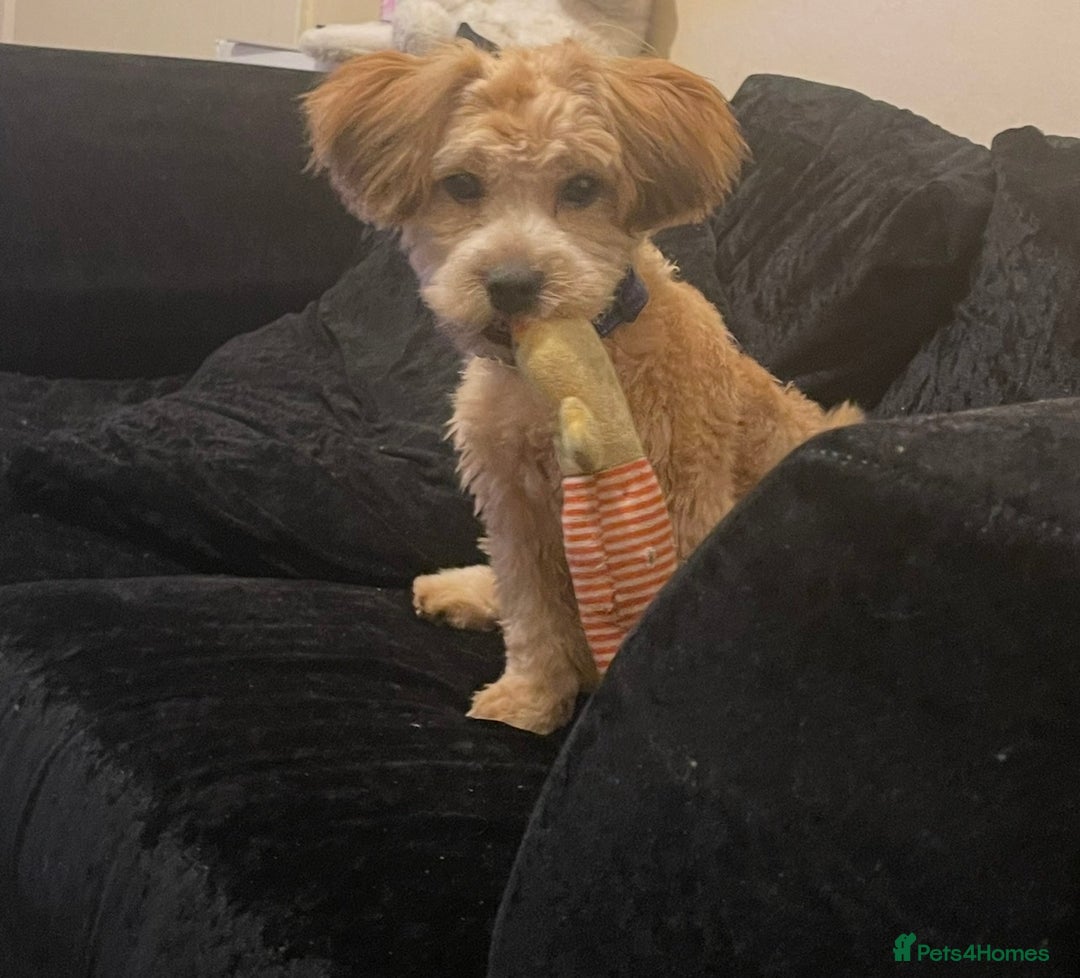 Shihpoo dogs for sale: 1 Gorgeous Shihpoo puppy  - Advert 1