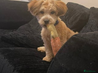 Shihpoo dogs 1 Gorgeous Shihpoo puppy - Advert 1