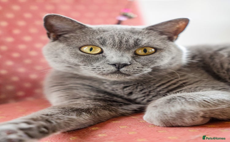 British Shorthair cats - Advert 2