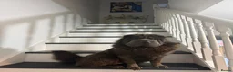 Shar Pei dogs for sale: Top quality champion shar pei for sale - Advert 4