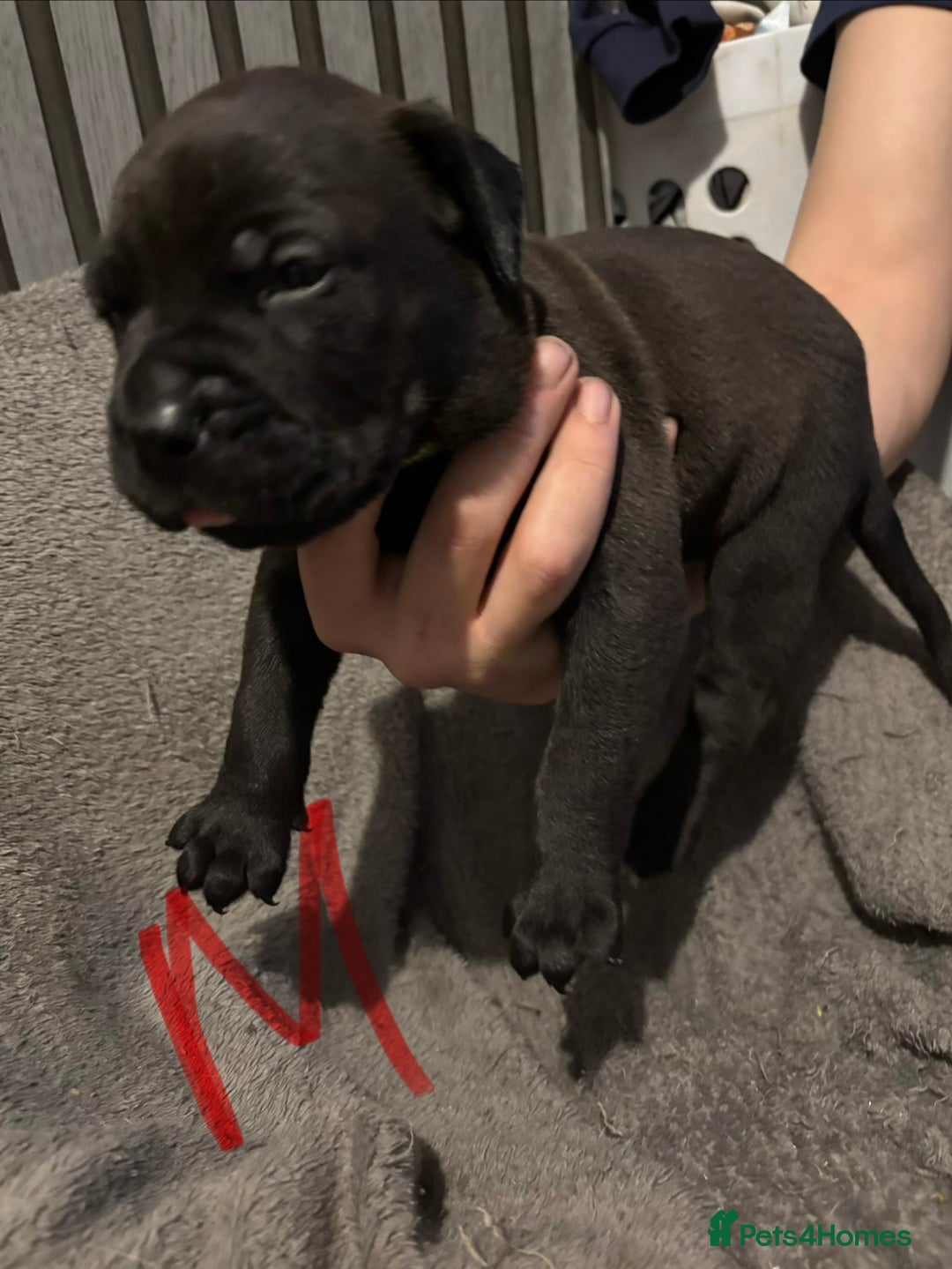 Mixed Breed dogs for sale: Beautiful Presa canario x staff - Advert 6