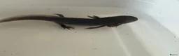 Axolotl reptiles for sale: Axolotl - Advert 26