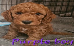 Cockapoo dogs for sale: Beautiful F2 cockapoos  - Image 8