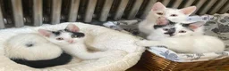 Turkish Van cats for sale: Gorgeous Turkish Van Kittens in Potters Bar - Advert 37