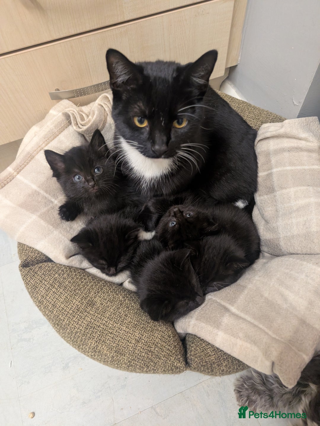 Mixed Breed cats for sale: *  8 week old not 12 weeks*Beautiful black litter - Advert 2