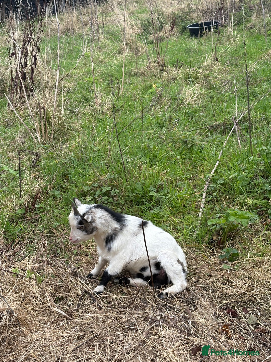 Goats livestock for sale: Male Pygmy goats for sale  - Image 3