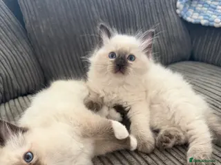 Ragdoll cats Pedigree ragdoll chocolate colour points - Advert 1