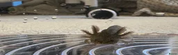 Axolotl reptiles for sale: Axolotl Babies - only 3 left!  - Advert 5