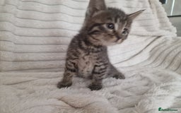 Mixed Breed cats for sale: Maine coon mixed kitchens - Image 18