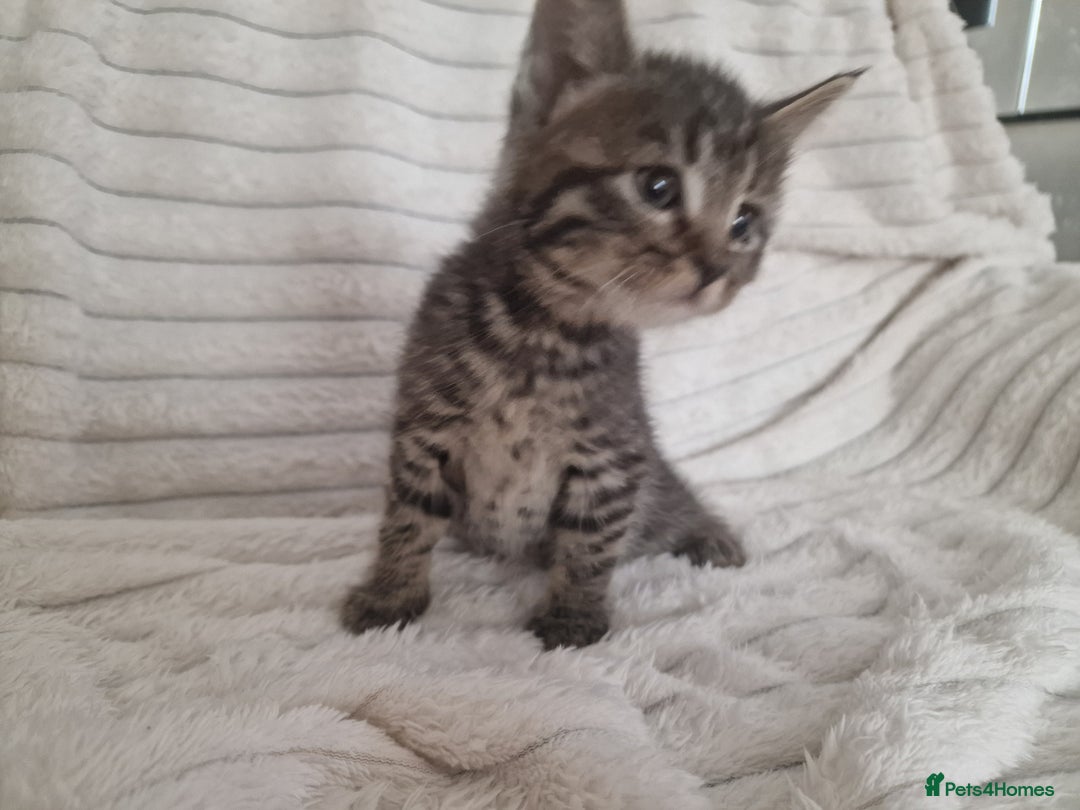 Mixed Breed cats for sale: Maine coon mixed kitchens - Image 18