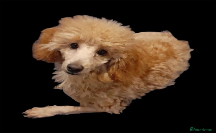 Toy Poodle dogs - Advert 1