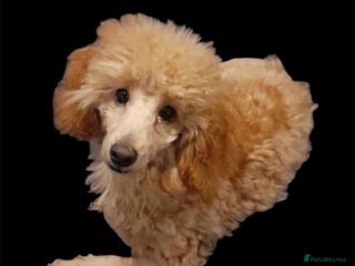 Toy Poodle dogs - Advert 11