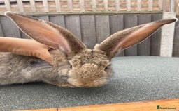 Continental Giant rabbits for sale: Continental Giant - Image 1