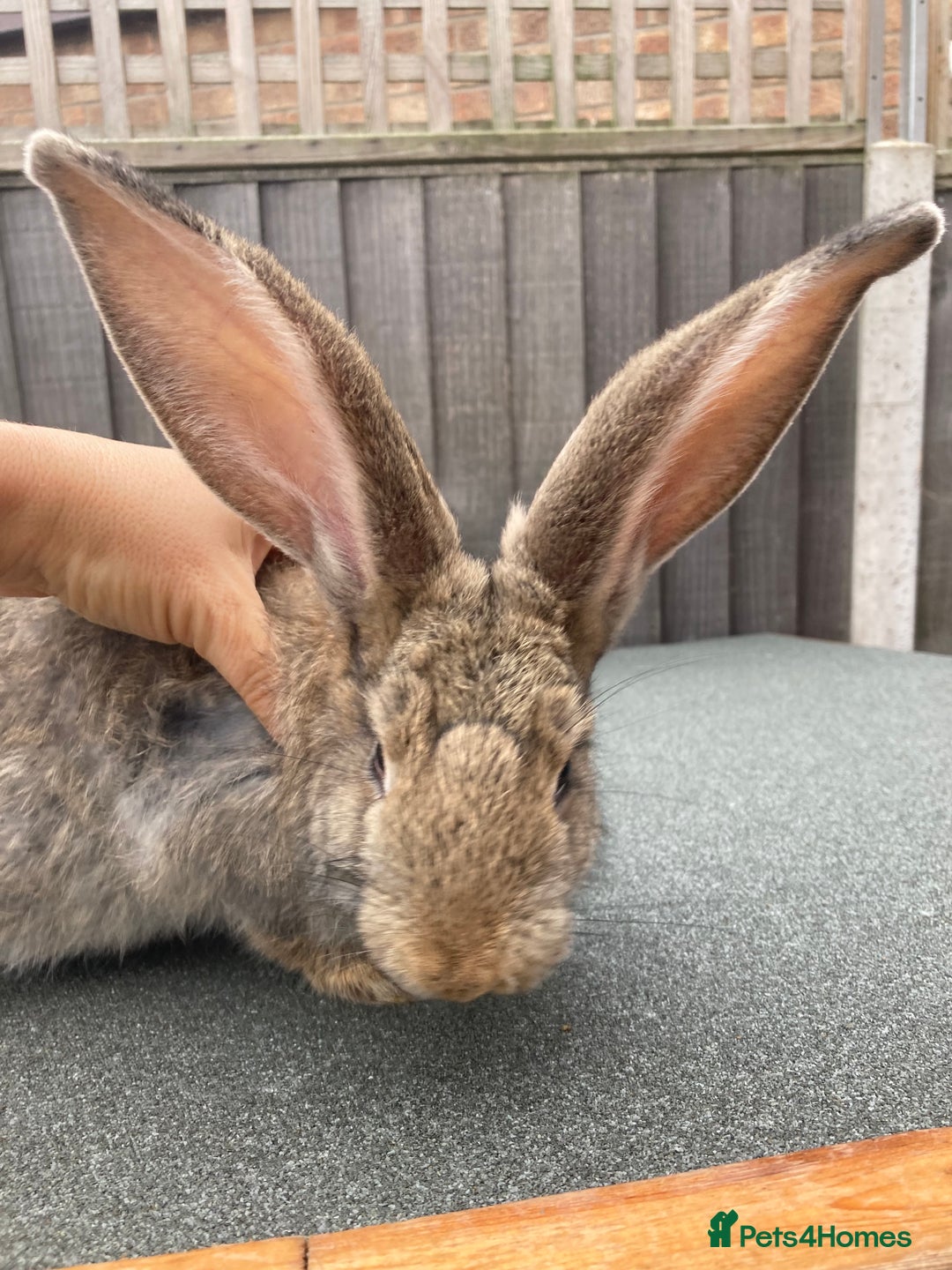Continental Giant rabbits for sale: Continental Giant - Image 1