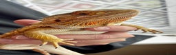 Bearded Dragon reptiles for sale: Beautiful Female bearded dragon with full set up  - Advert 9