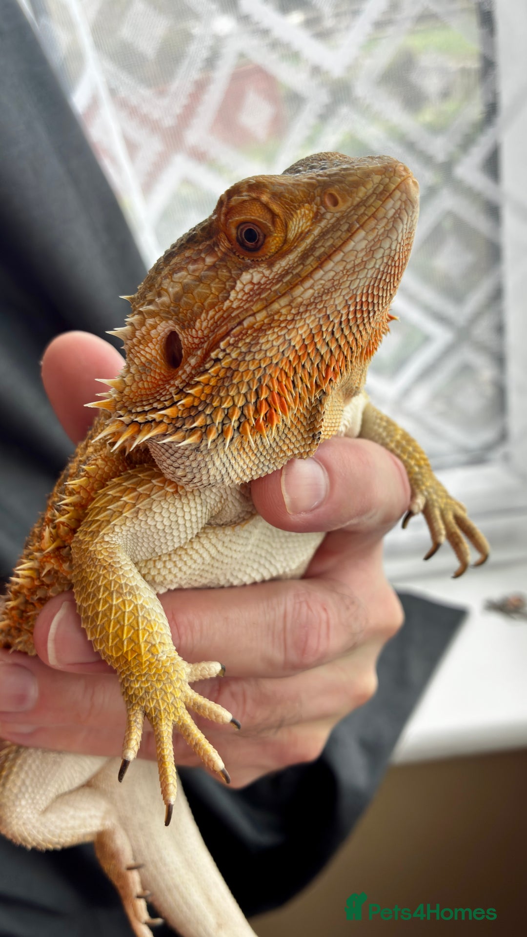 Bearded Dragon reptiles for sale: Beautiful Female bearded dragon with full set up  - Advert 9