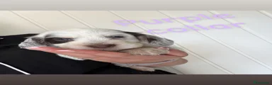 Sprocker 7