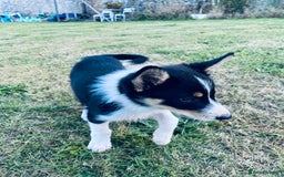 Border Collie dogs for sale: Collie puppies - Image 4