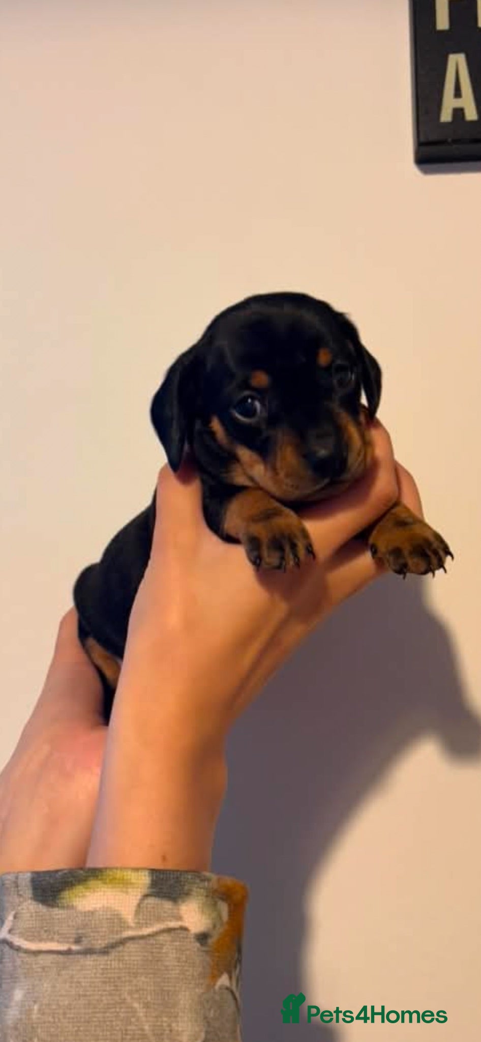 Miniature Dachshund dogs Miniature Dachshund puppies for sale - Advert 8
