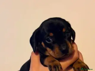 Miniature Dachshund dogs Miniature Dachshund puppies for sale - Advert 1