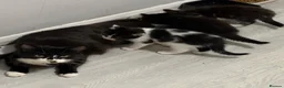 Mixed Breed cats for sale: Kittens available now  - Advert 1