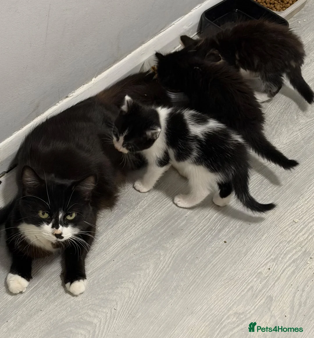 Mixed Breed cats for sale: Kittens available now  - Advert 1