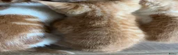 Mixed Breed cats for sale:  mixed litter of playful kittens. - Advert 3