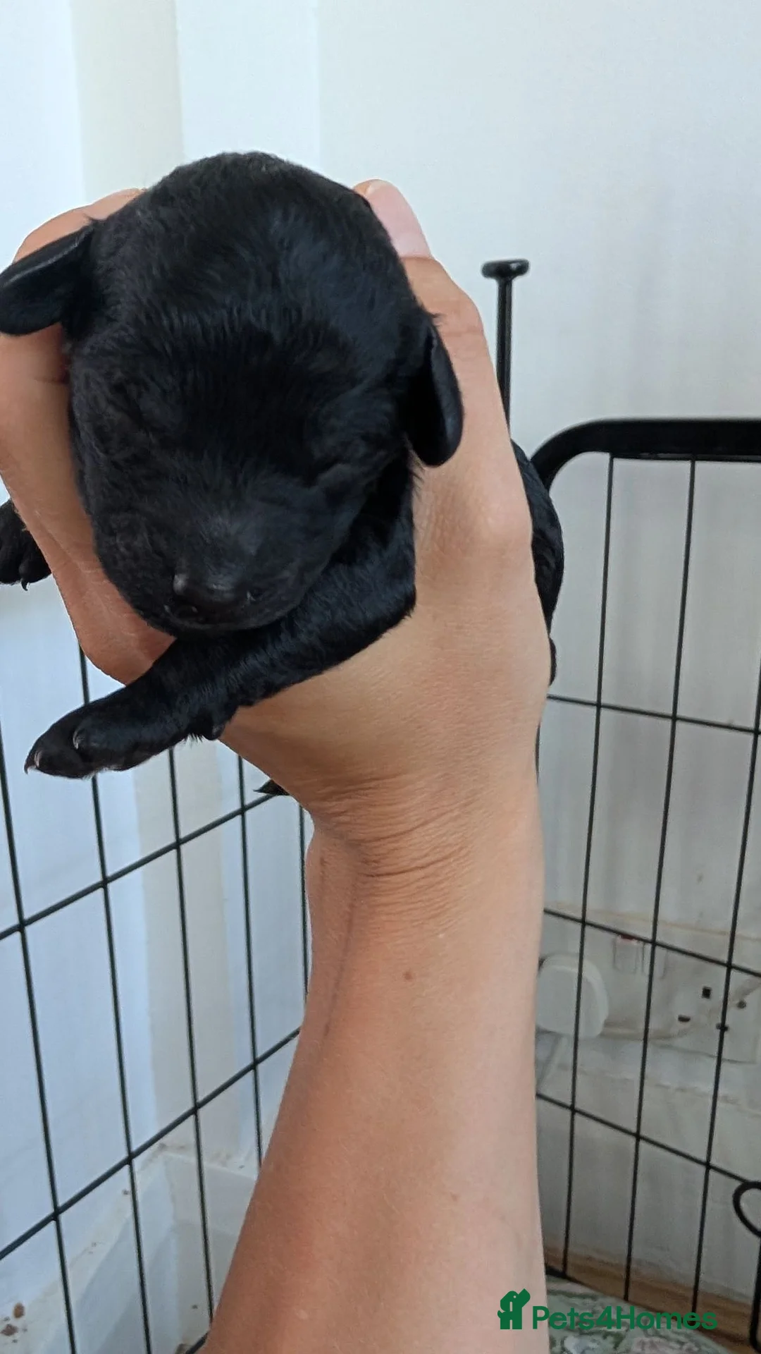 Mixed Breed dogs for sale: Exceptional moyen poodle puppies  in Bootle - Advert 2