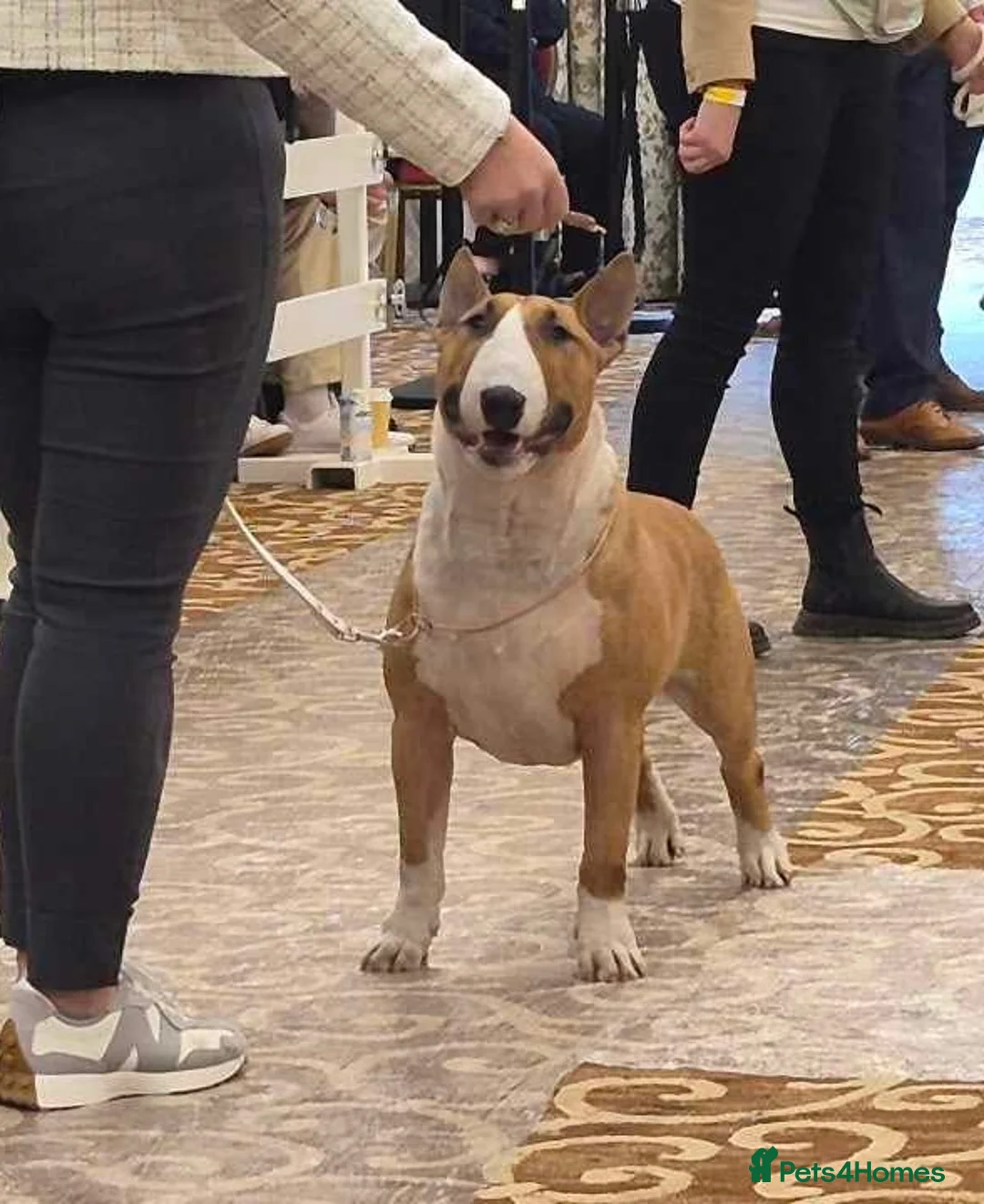 Bull Terrier dogs for stud: Champion Red and White stud  - Advert 2