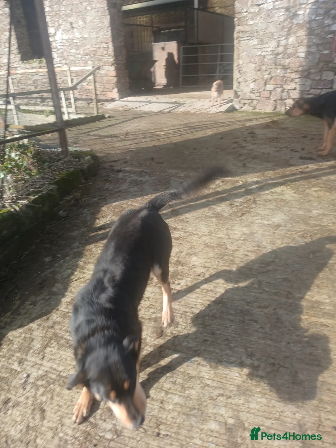 Mixed Breed dogs for sale: 2 year old huntaway x collie - Advert 3