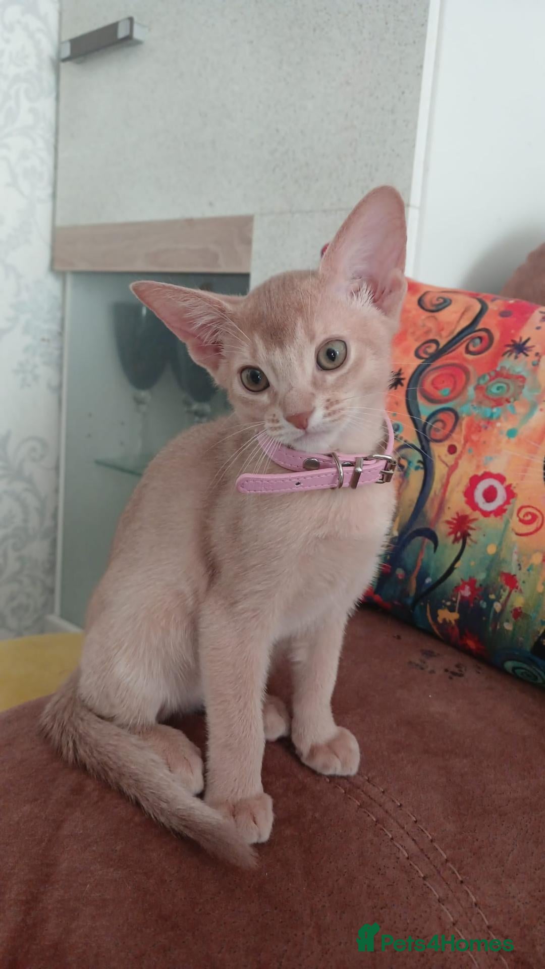 Abyssinian cats Beautiful Abyssinian Kittens  - Advert 3